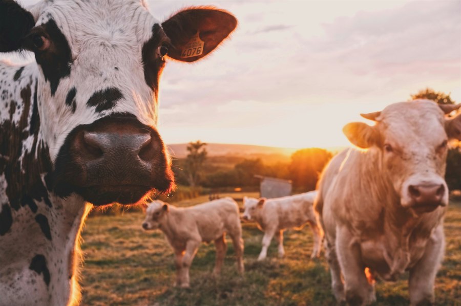 Cattle grazing on a lush green field
